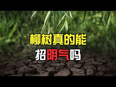 柳樹招陰|【柳樹招陰】柳樹招陰，小心鬼上身？科學解密「陰氣」之謎